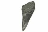Partial Fossil Megalodon Tooth - South Carolina #370027-1